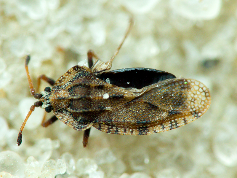 Tingis (Tingis) cardui (Linnaeus, 1758)